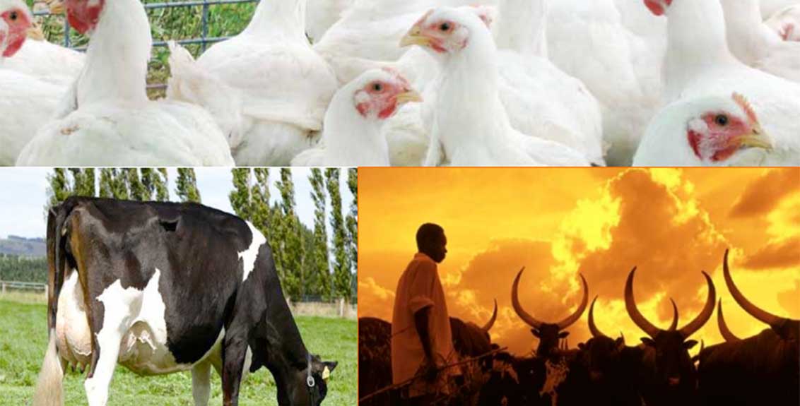 Analysis of Livestock Value Chains for Potential Financing Opportunities