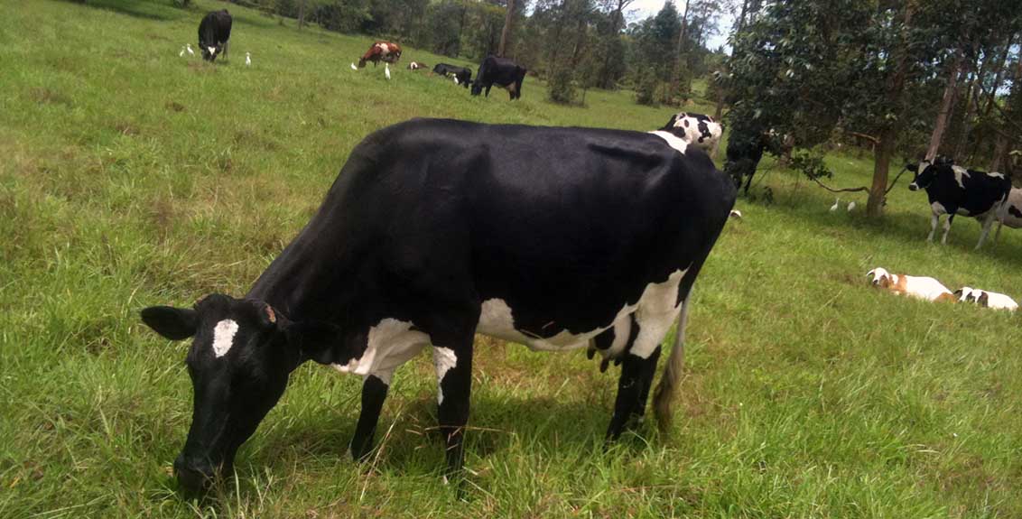 Livestock Sector Brief: Uganda