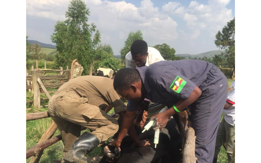 Ensuring a healthy herd through animal disease control