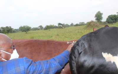 FMD vaccination launched in Nakaseke district